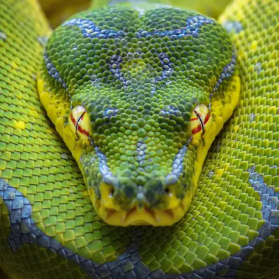 PCAP Prüfungsvorbereitung - Certified Associate Python Programmer