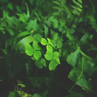 Green IT Kurse