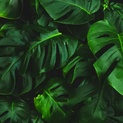 Green IT Awareness: Wirkung statt Greenwashing